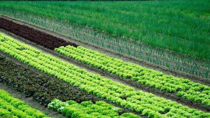 农业种植加盟技术培训：如何提升种植效益与合规性**