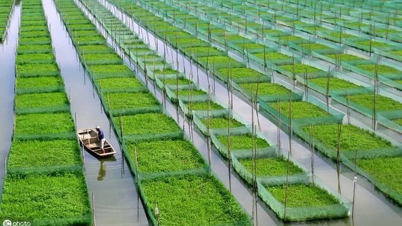 采摘节活动策划：从筹备到成功的全流程解析