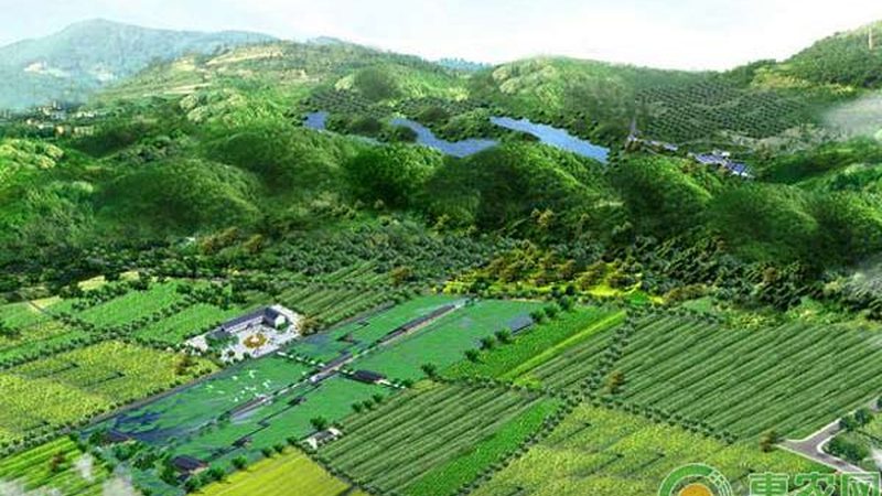 阳台种水果与菜园种植区别
