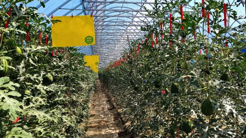 农业大棚灌溉系统材质选择：关键因素与误区解析**