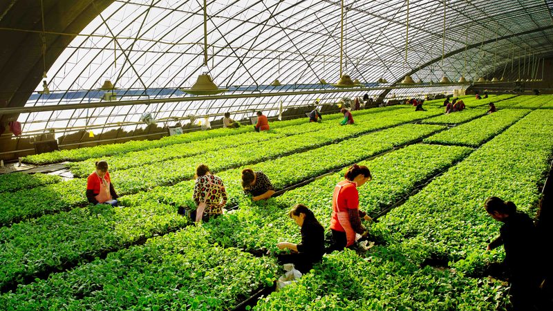 传统农业靠天吃饭，现代种植靠数据说话