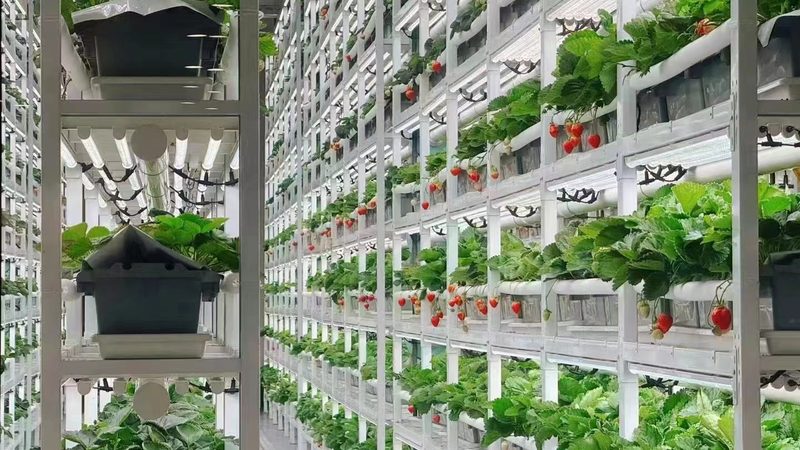 设施农业加盟代理：如何评估加盟利润潜力